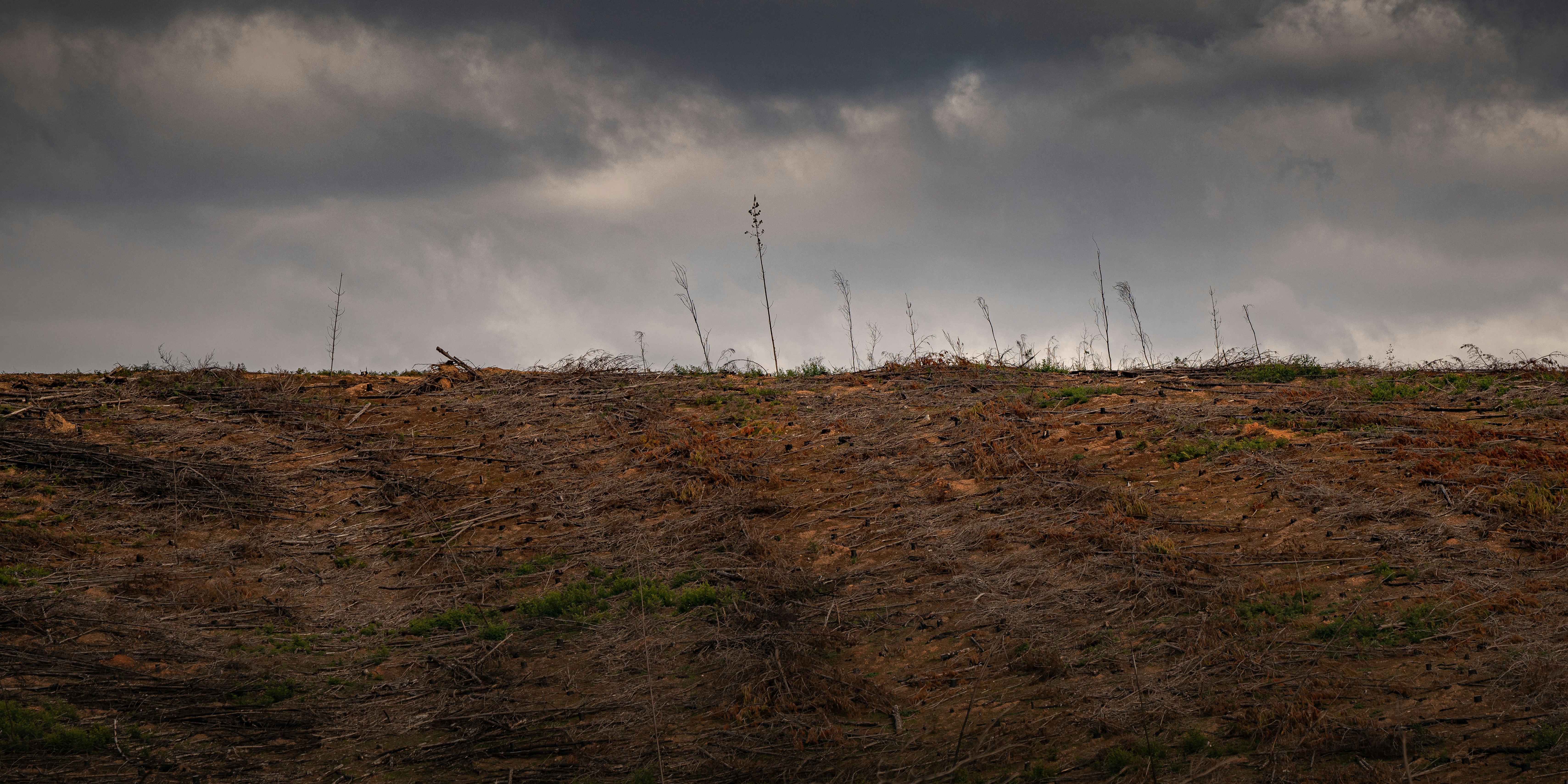 brown grass field under gray clouds